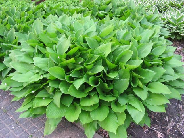 Plantenfiche-Hosta-Undulata-Erromena-