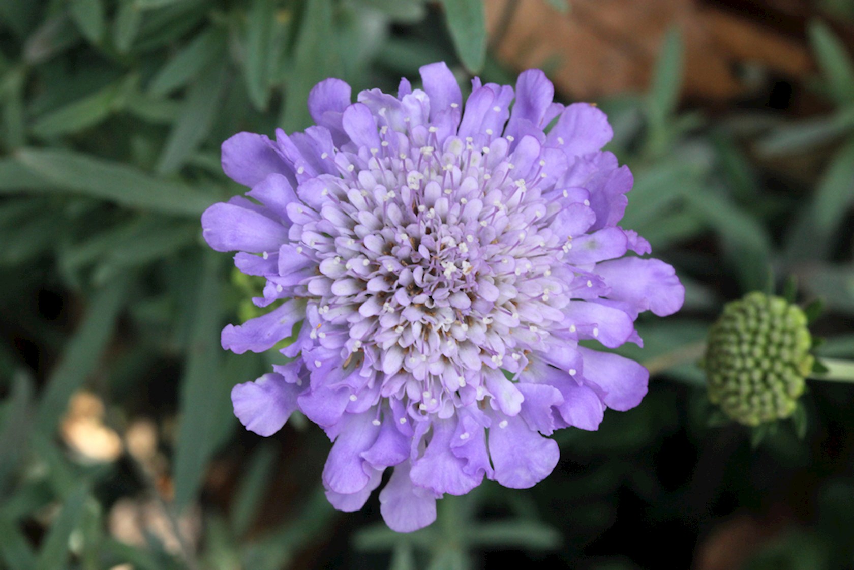 Plantenfiche-Scabiosa-columbaria-Butterfly-Blue-