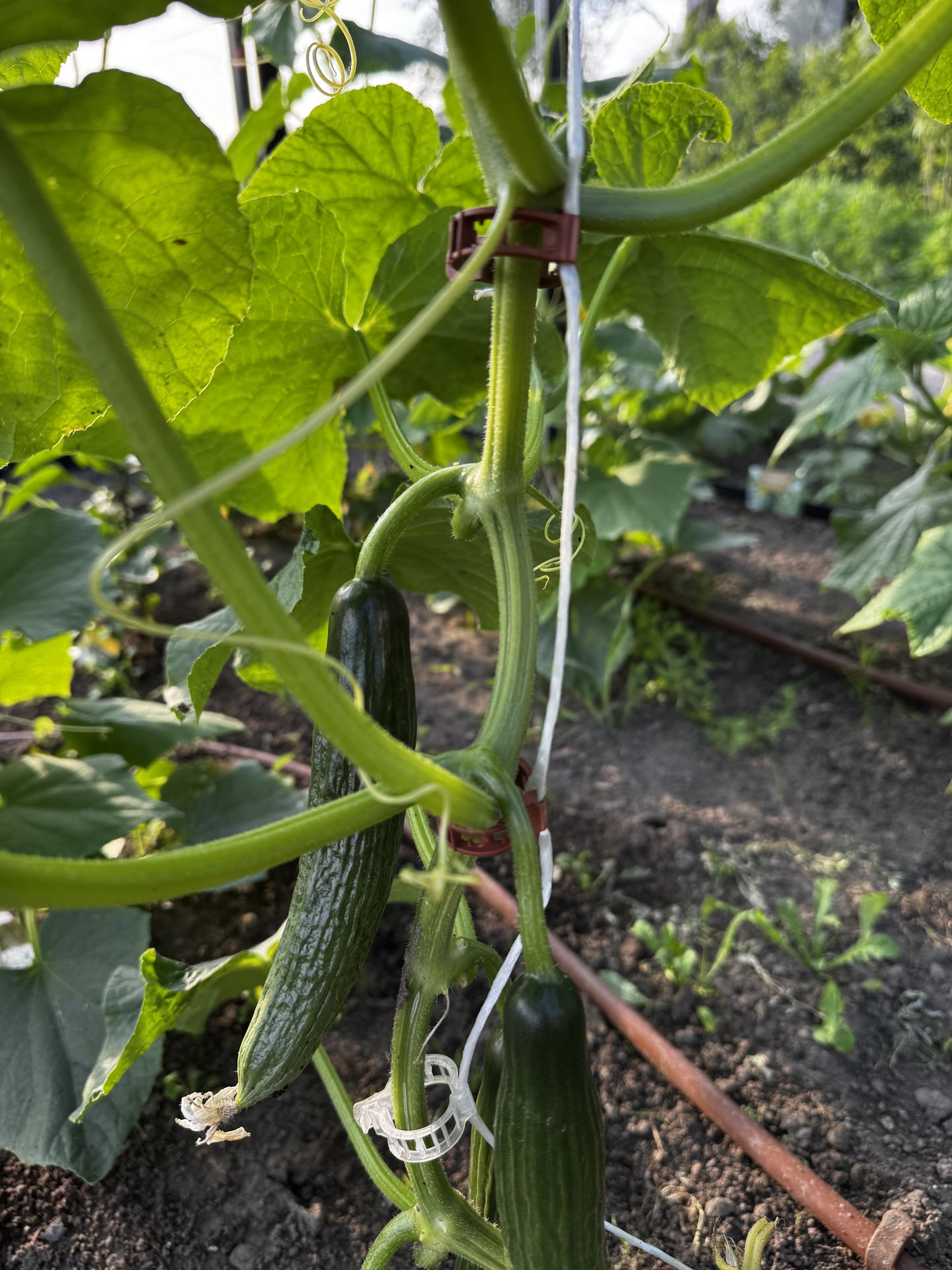Tomaten-Clips-extra-stevig-100stuks