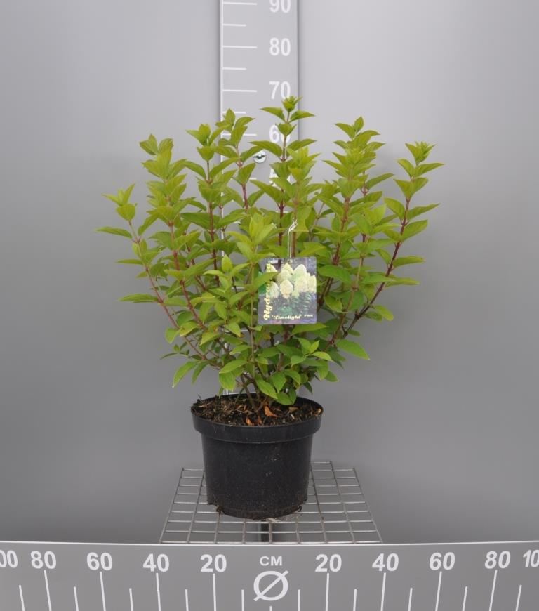 Hydrangea paniculata 'Limelight' - pot 10L - 60-80 cm