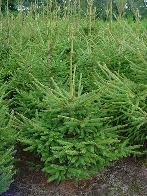Picea abies - clod of earth - 100-125 cm