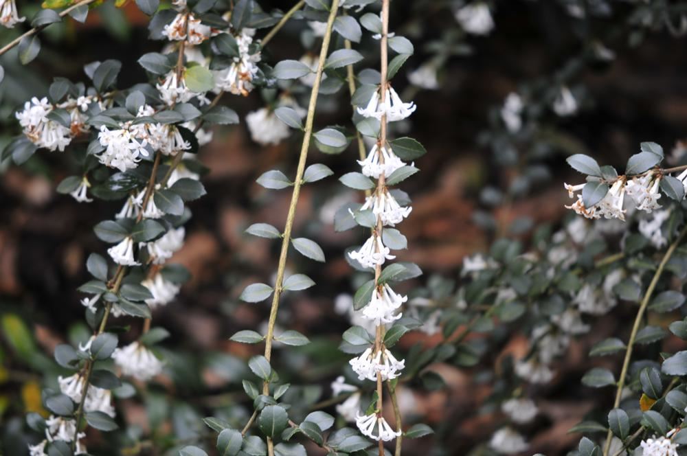 Plantenfiche-Osmanthus-delavayi