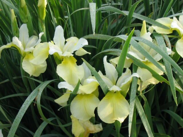 Plantenfiche-Iris-sibirica-Butter-and-Sugar-