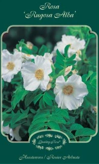 Rosa rugosa 'Alba' - pot - 40-60 cm