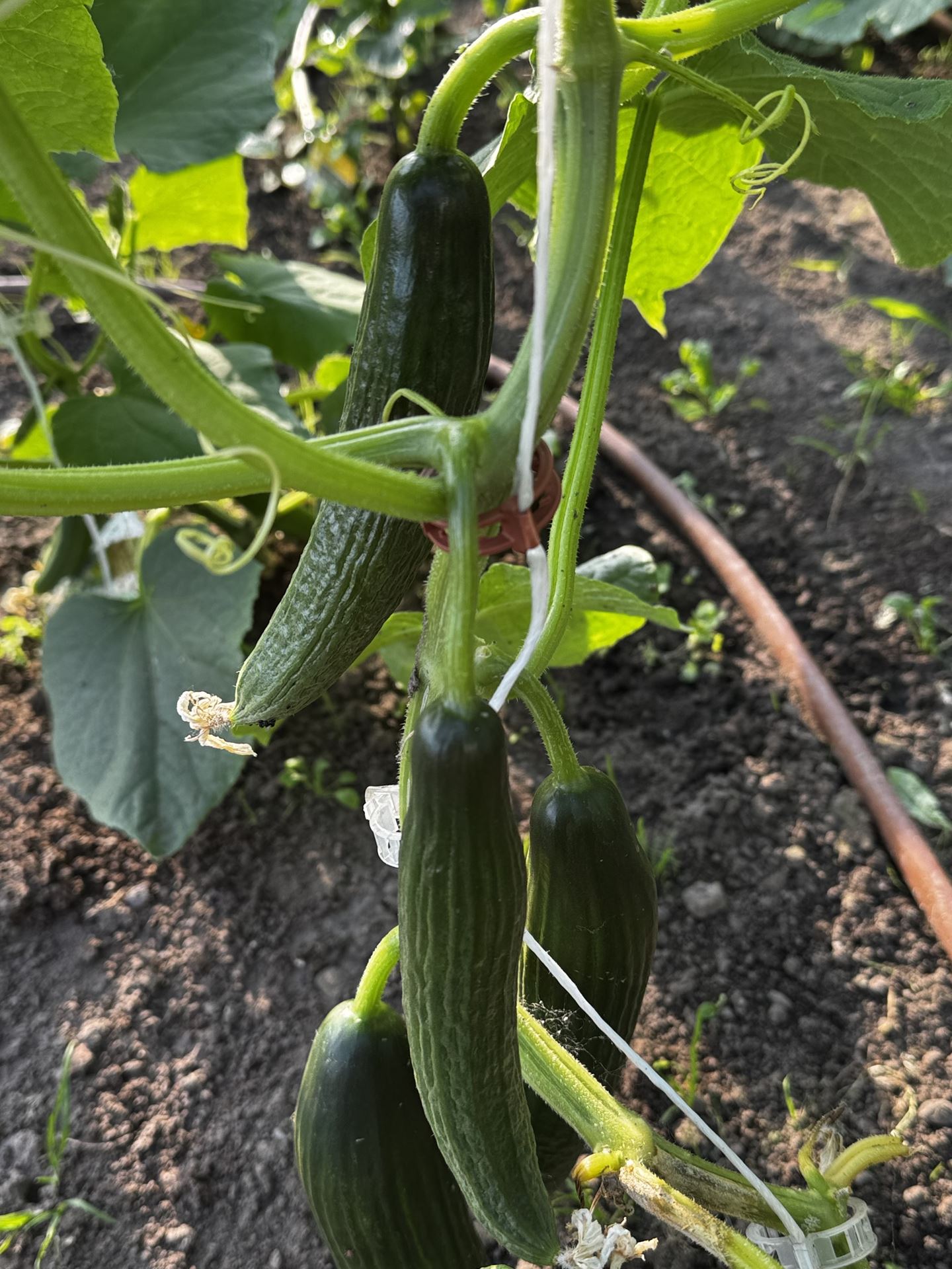 Tomaten-Clips-extra-stevig-100stuks