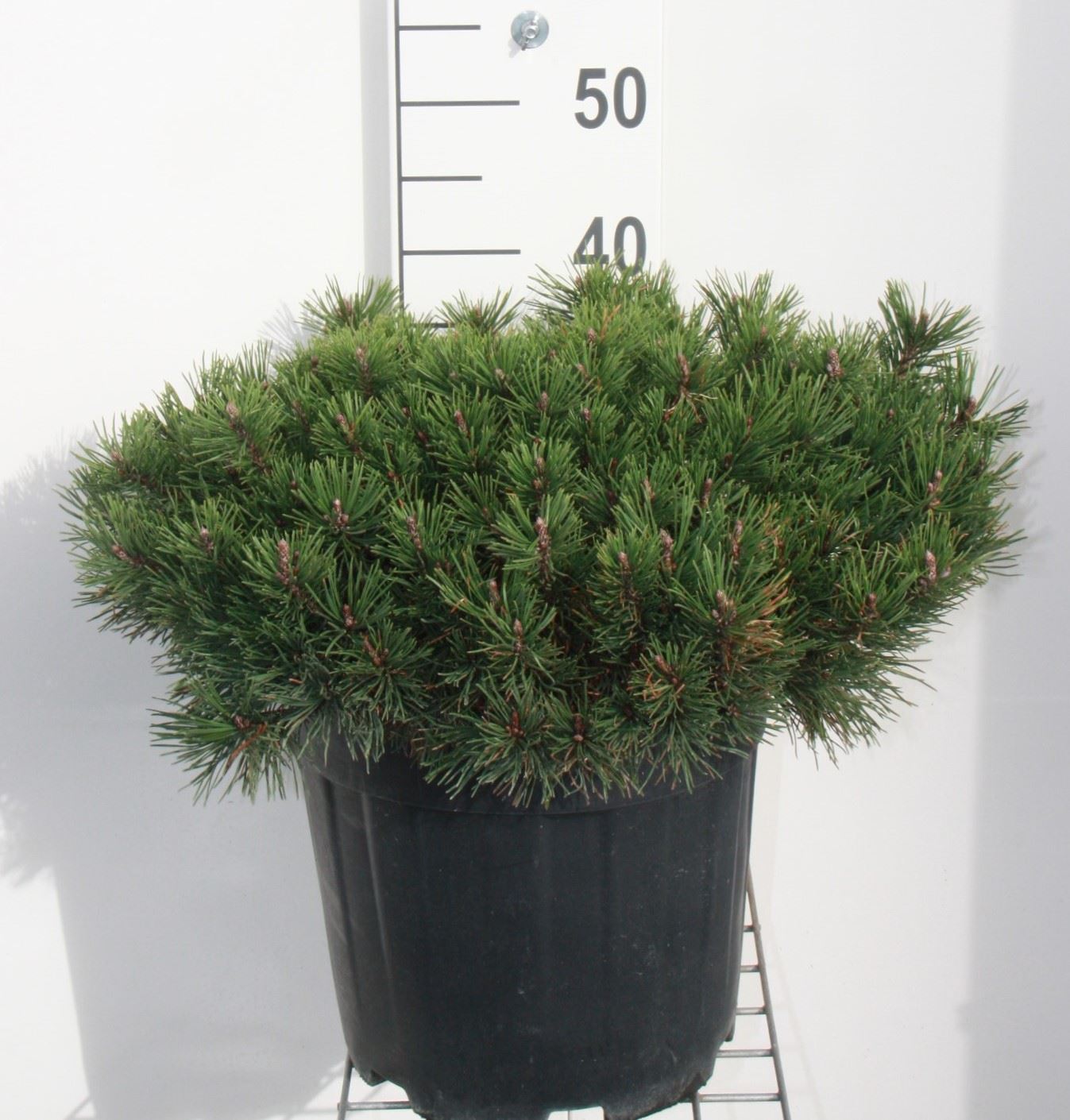 Pinus mugo subsp. mugo - pot 10L - 30-40 cm