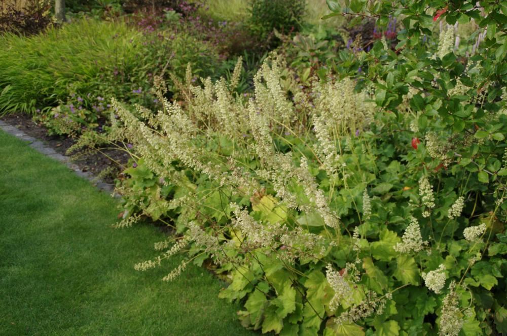 Plantenfiche-Heuchera-villosa
