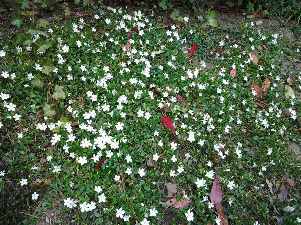 Plantenfiche-Vinca-minor-Gertrude-Jekyll-