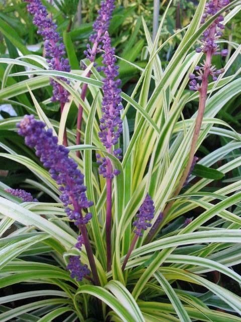 Plantenfiche-Liriope-muscari-Variegata-