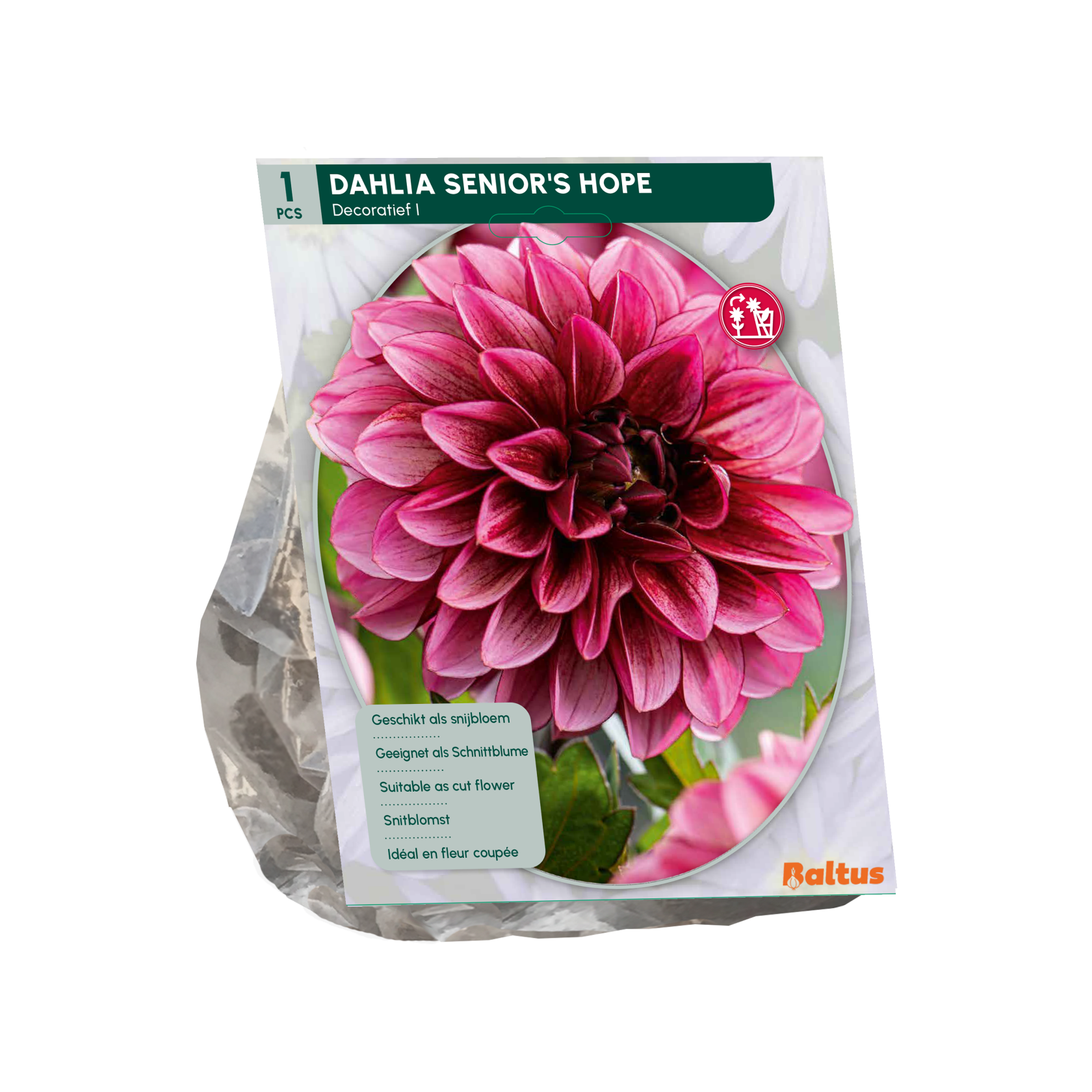 Baltus dahlia 'Senior's Hope' - Najaarsbloeiers - 1 bol (roze-paars)