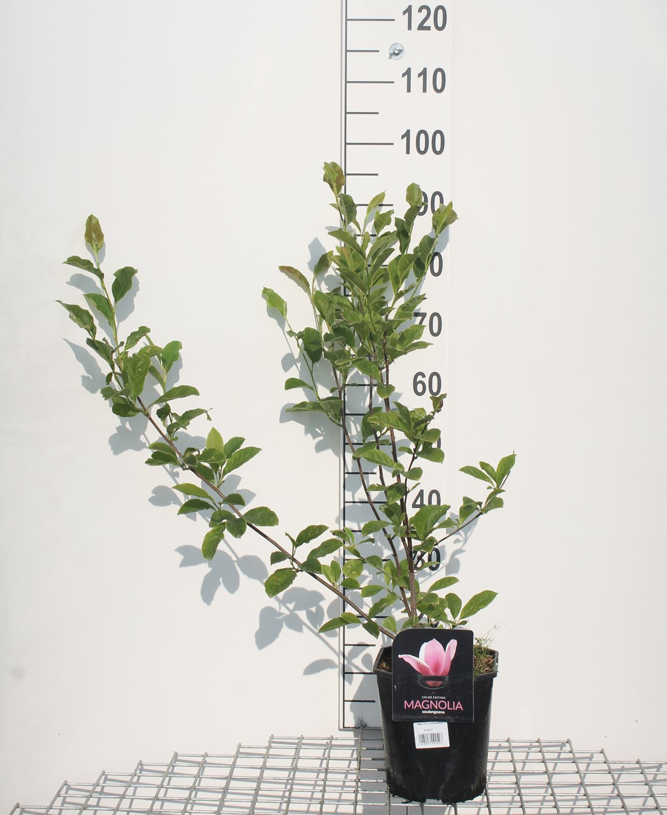 Magnolia x soulangeana - pot - 40-60 cm