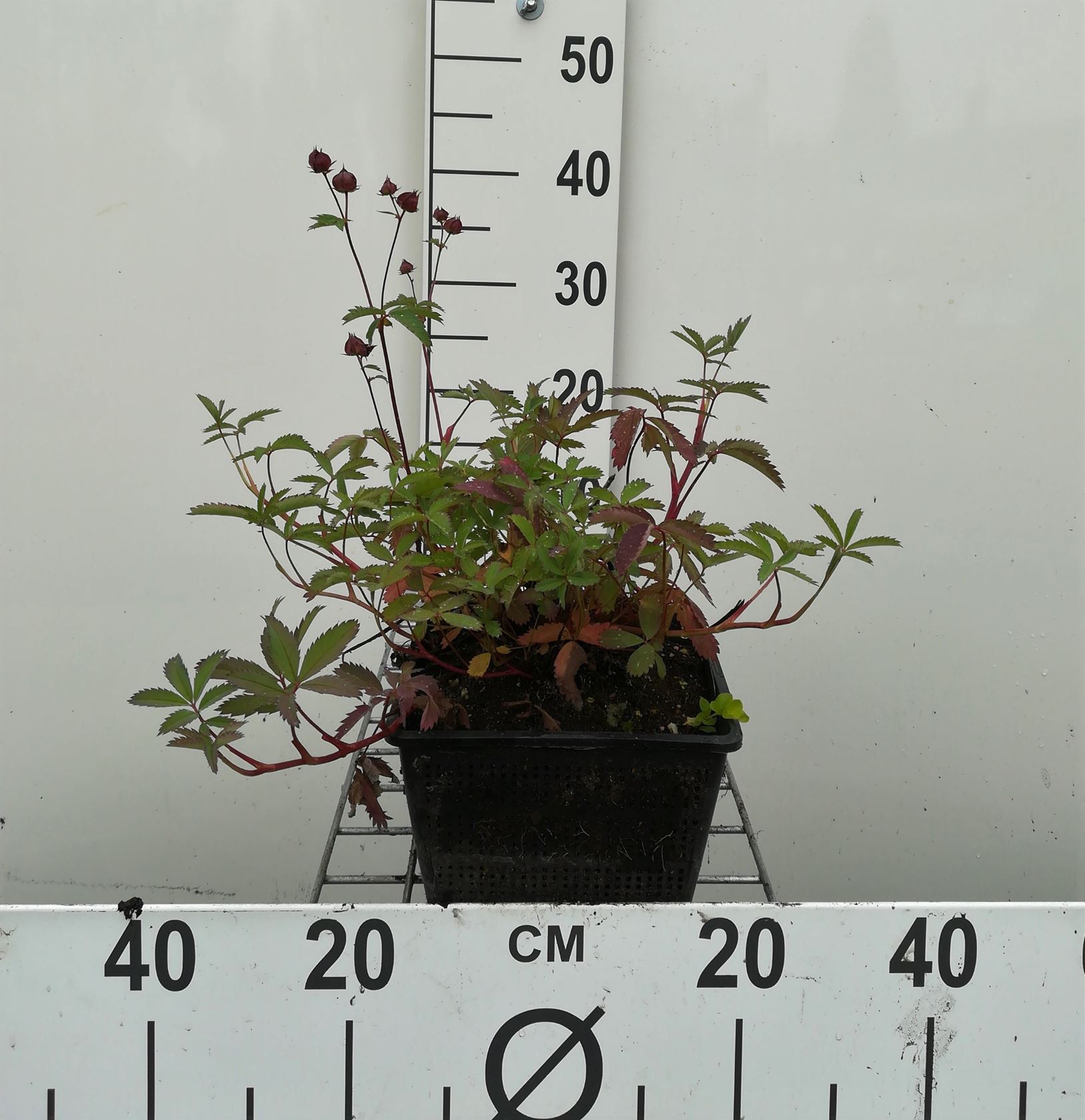 Potentilla palustris - watermand ø18 cm