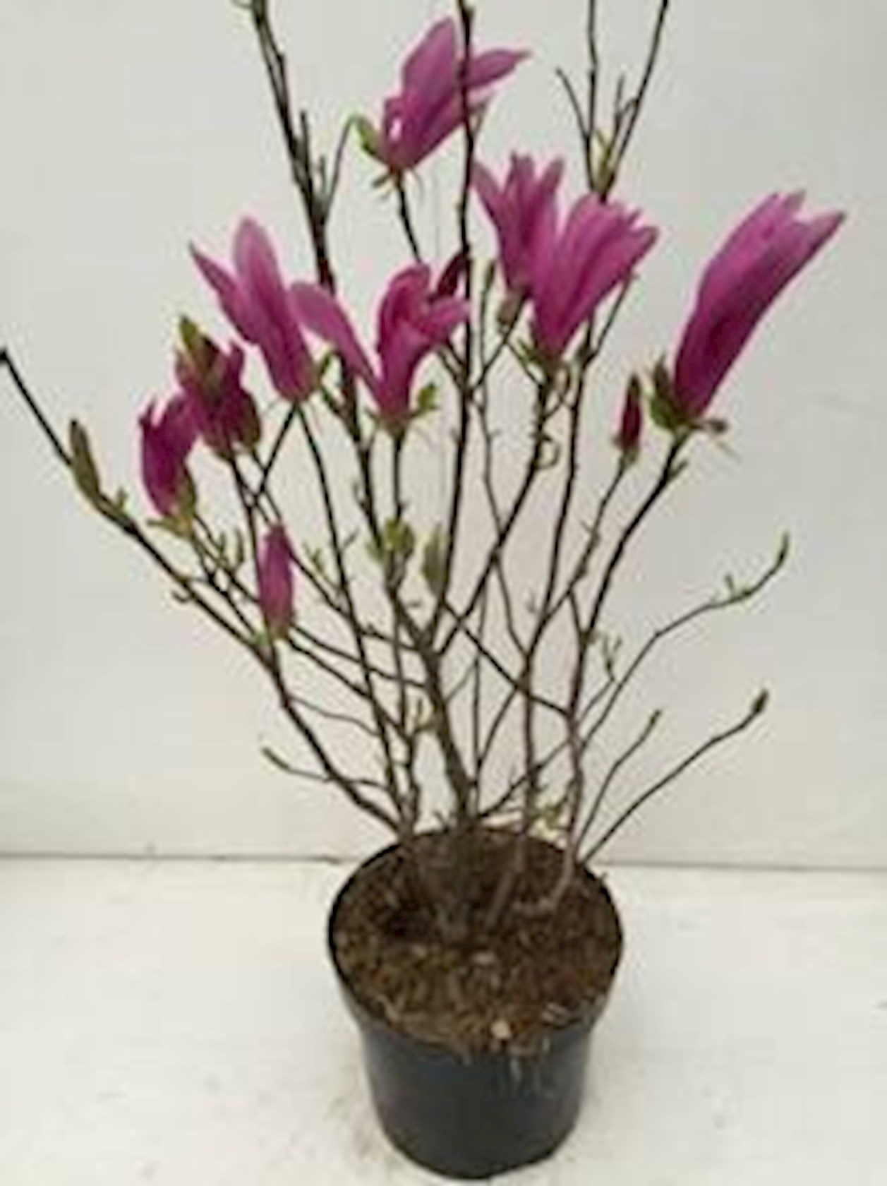 Magnolia 'Susan' - pot 10L - 60-80 cm