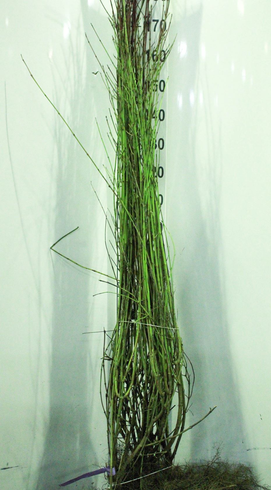 Cornus sanguinea - blote wortel - 100-150 cm - 5-7 takken