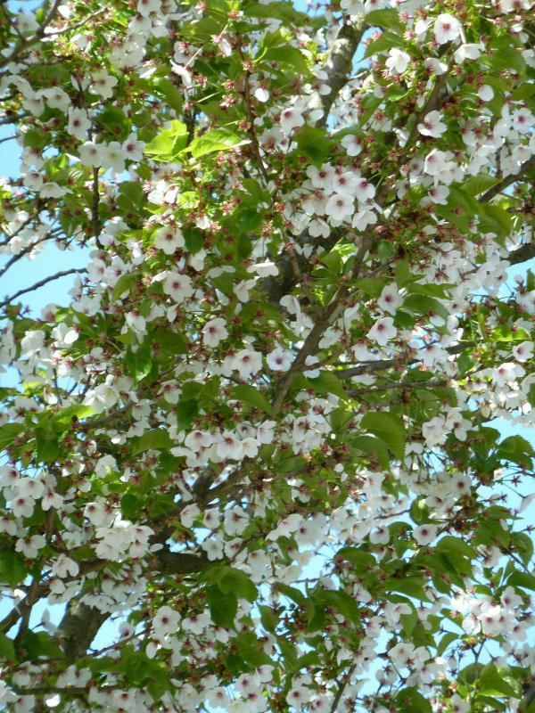 Plantenfiche-Prunus-Umineko-