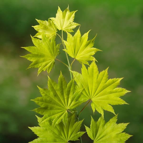 Plantenfiche-Acer-shirasawanum-Aureum-