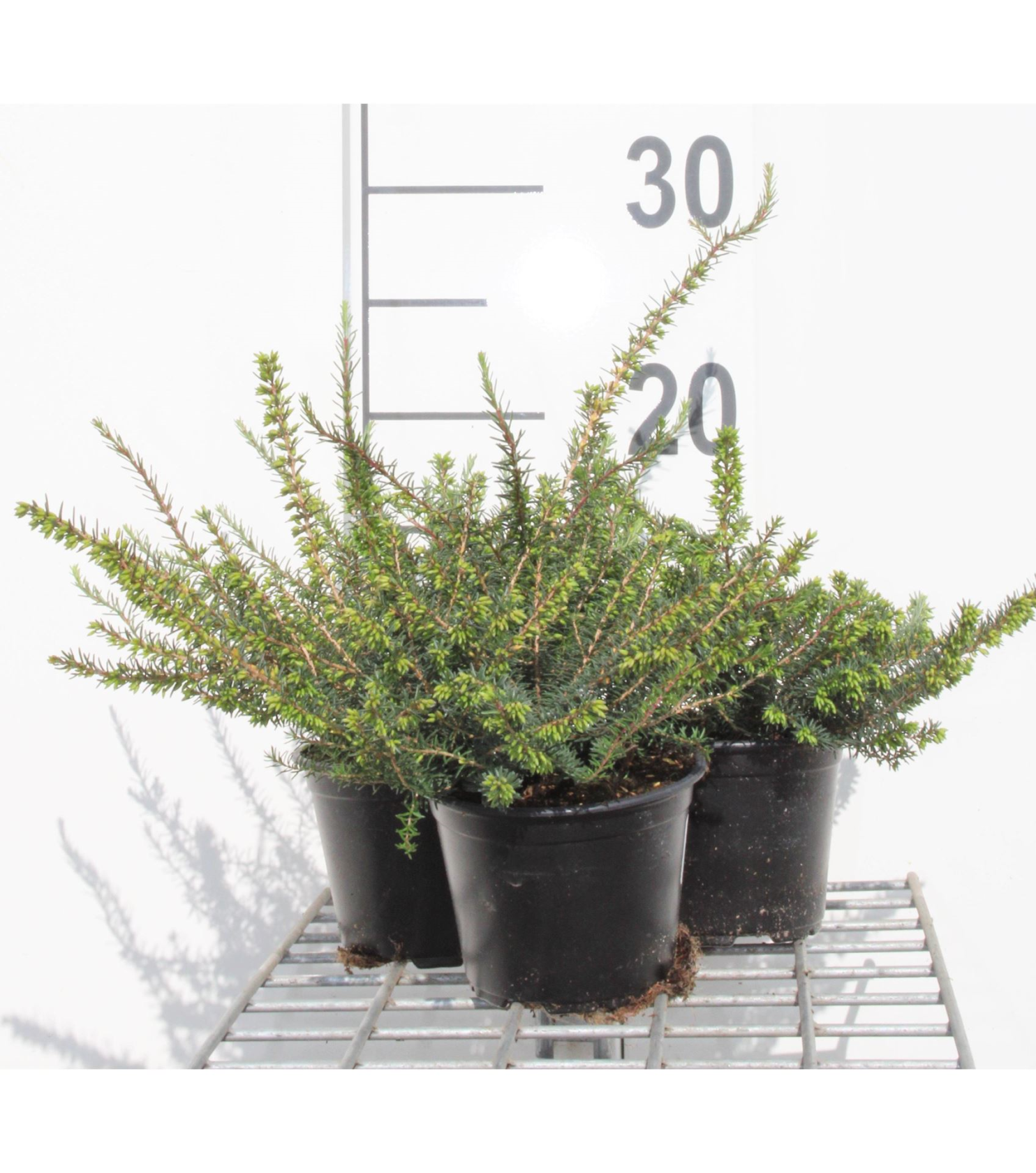 Erica x darleyensis 'Kramer's Rote' - pot ø10,5 cm - 10-12 cm