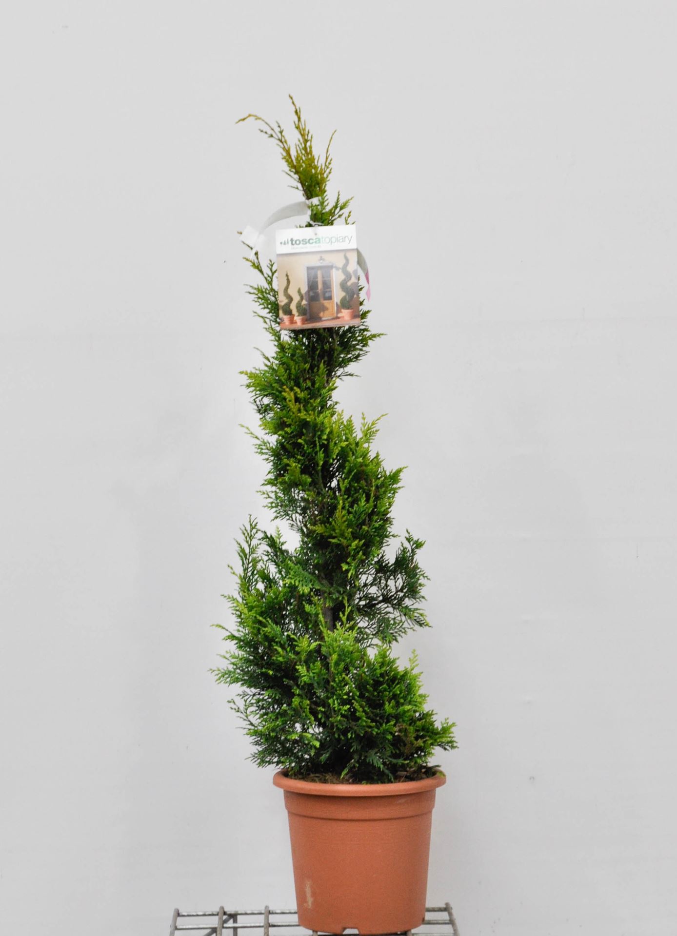 x Cupressocyparis leylandii 'Gold Rider' - pot 9L - spiral shape