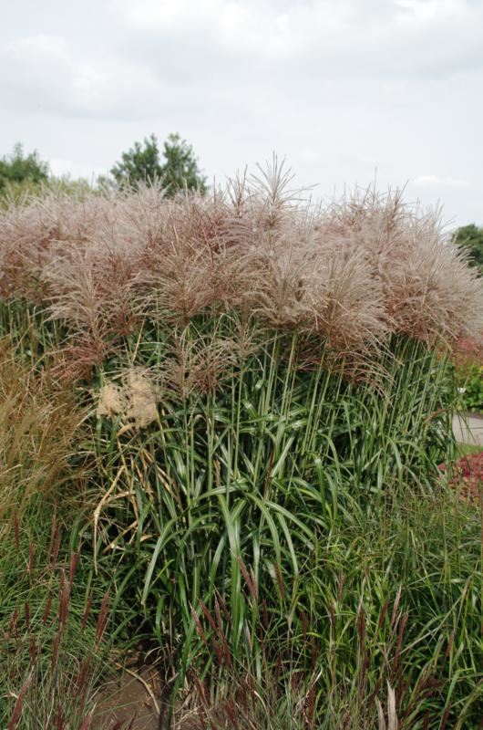 Plantenfiche-Miscanthus-sinensis-Ards-Angel-