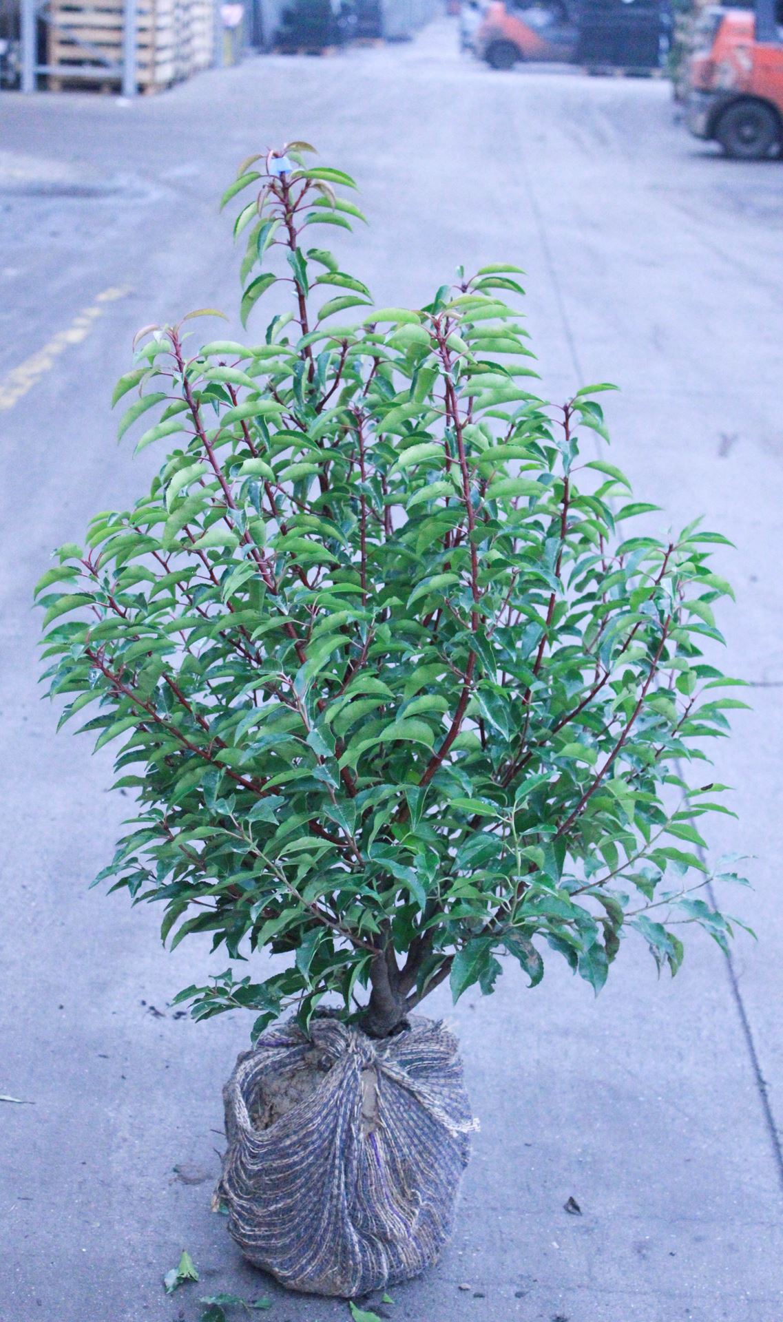 Prunus lusitanica 'Angustifolia' - motte de terre - 80-100 cm - Touffu