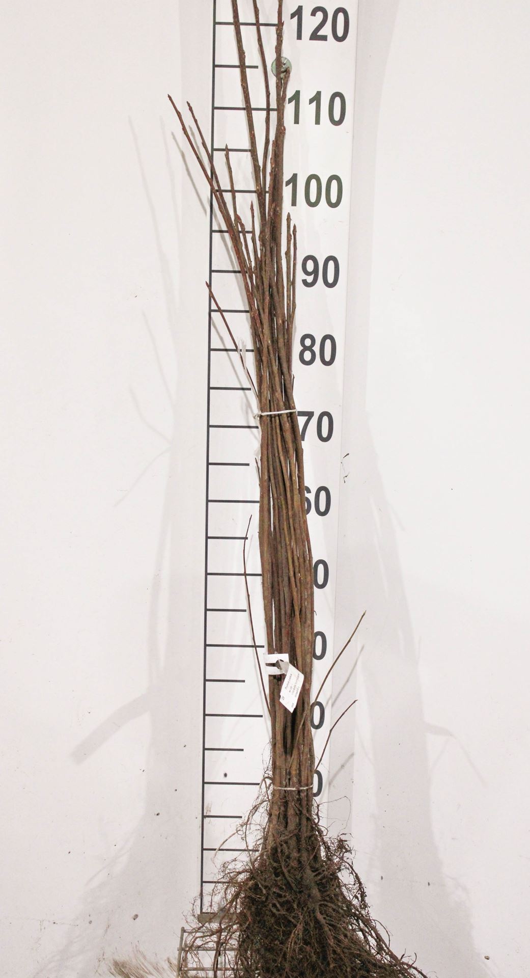 Prunus padus - bare root - 90-120 cm