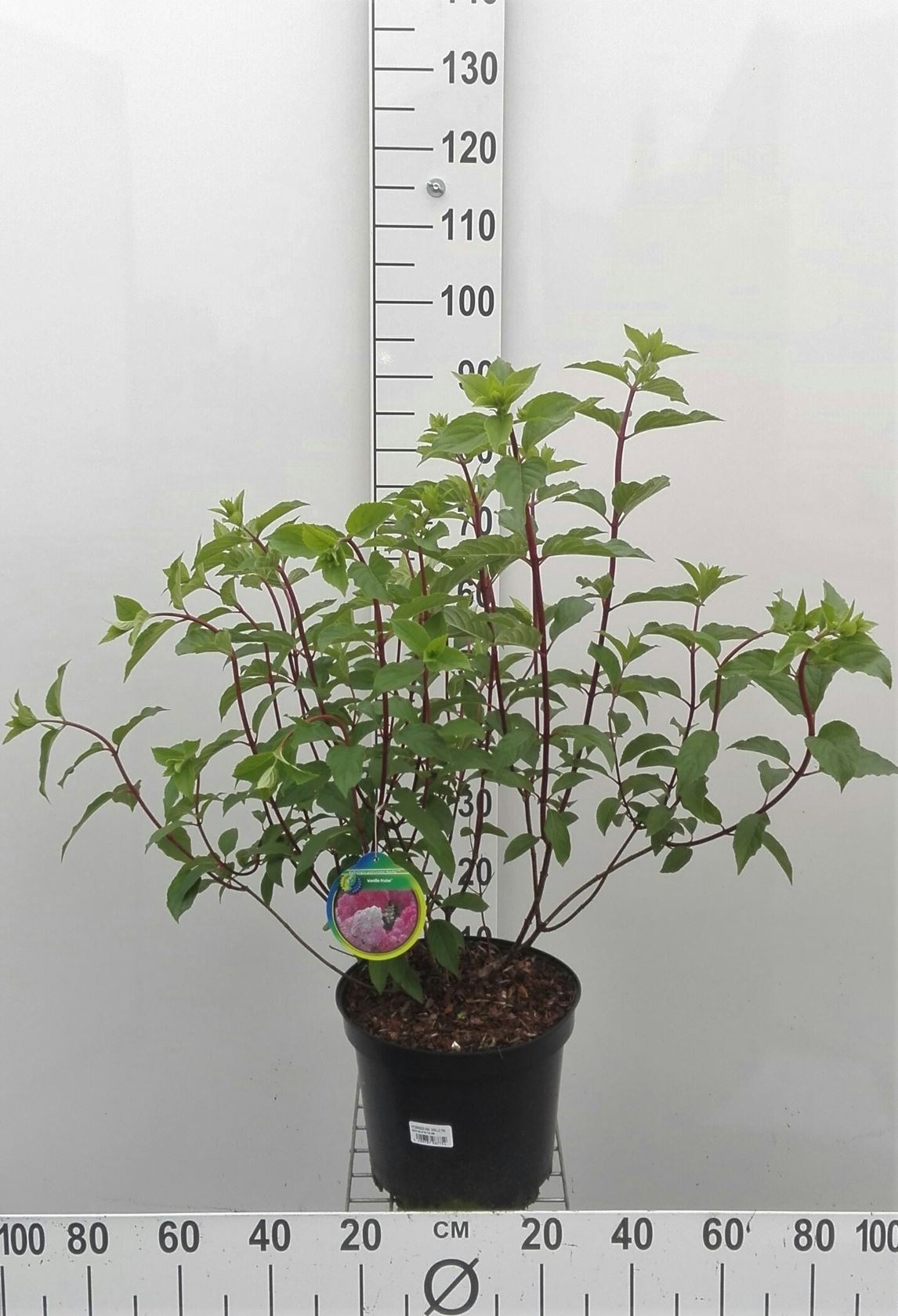 Hydrangea paniculata 'Renhy' (Vanille Fraise) - pot 10L - 60-80 cm