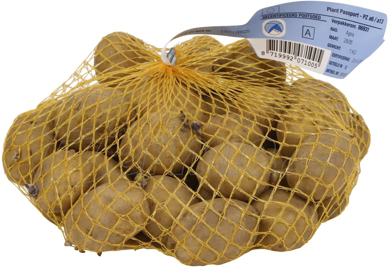 Seed potato Agria bag 1kg