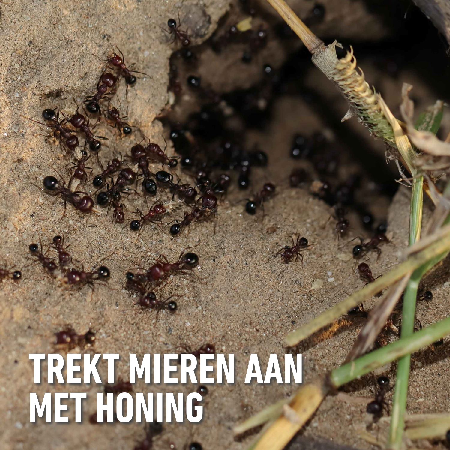 Compo-bio-mirazyl-box-4-stuks-3-1-gratis-