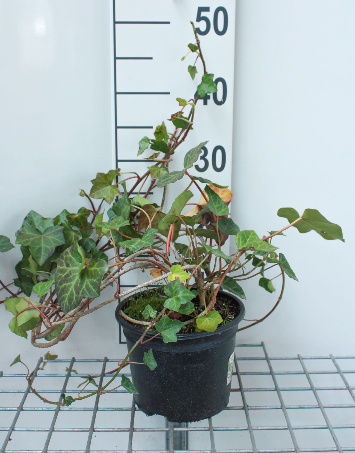 Hedera hibernica - pot 2L - 50-60 cm