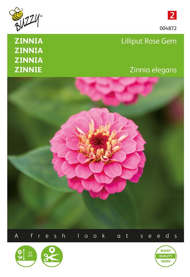 Buzzy-Zinnia-elegans-Lilliput-Rose-Gem