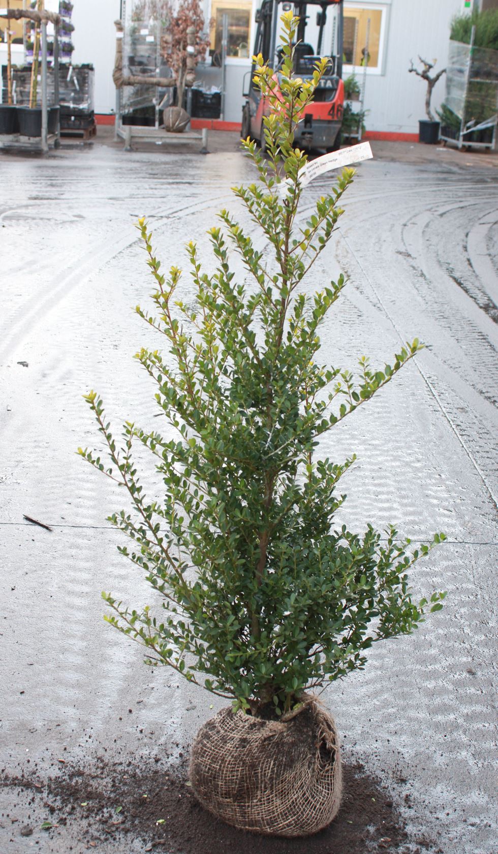 Ilex crenata 'Green Hedge' - aardekluit - 80-100 cm