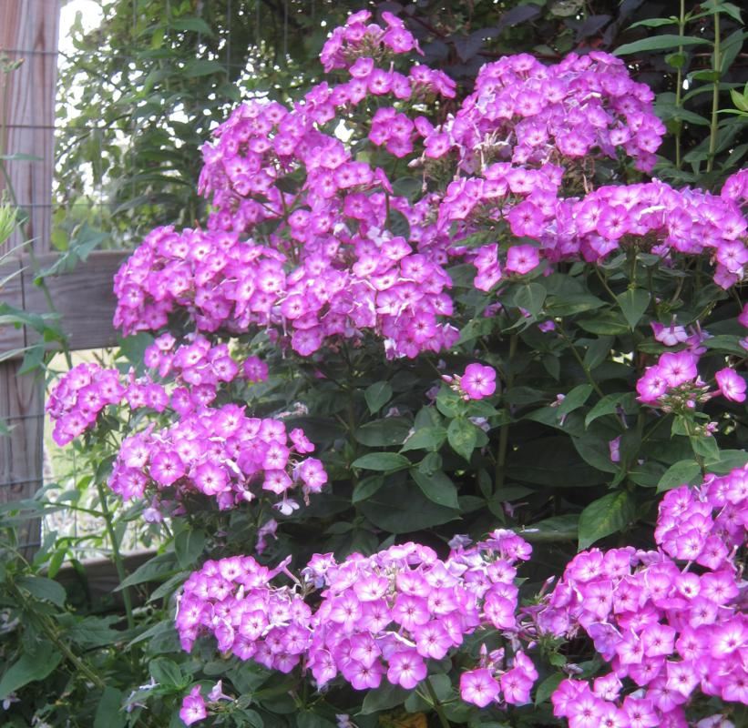 Plantenfiche-Phlox-Barthirtythree-