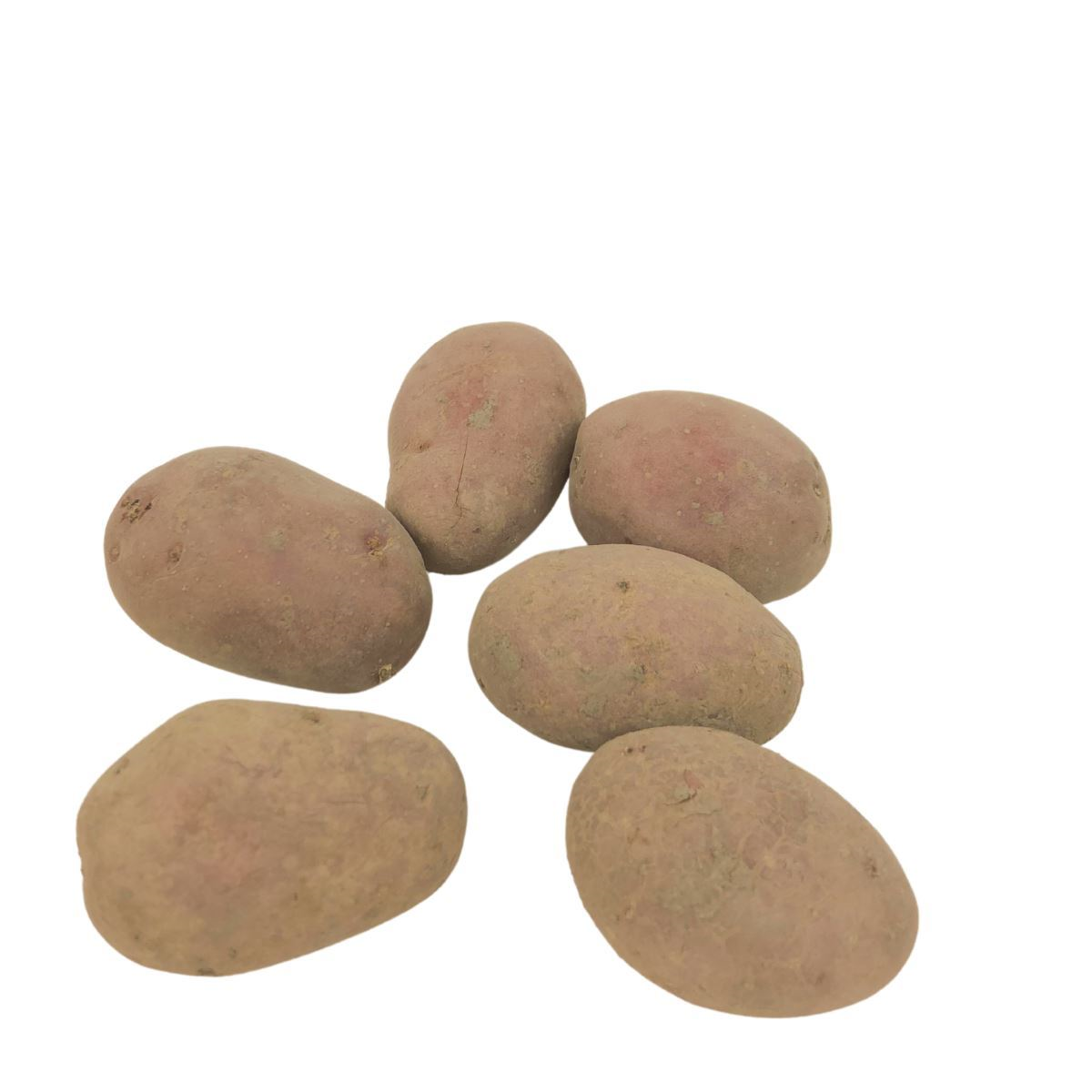 Seed potato Alouette bag 1kg - pest resistant