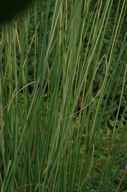 Plantenfiche-Schoenoplectus-lacustris-Albescens-