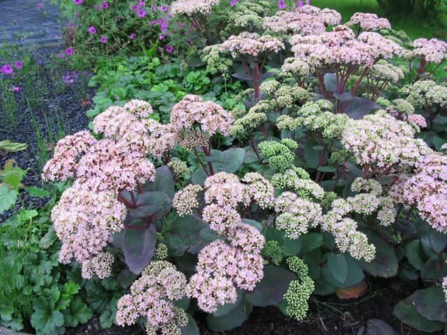 Plantenfiche-Sedum-Matrona-
