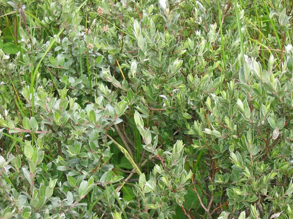 Plantenfiche-Salix-repens