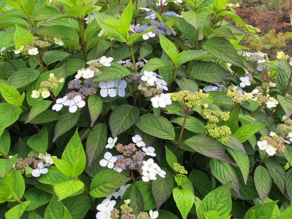 Plantenfiche-Hydrangea-serrata-Bluebird-