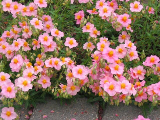 Plantenfiche-Helianthemum-Lawrenson-s-Pink-