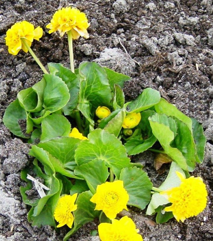 Plantenfiche-Caltha-palustris-Plena-