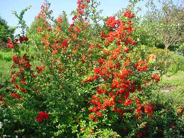 Plantenfiche-Pyracantha-coccinea-Red-Column-