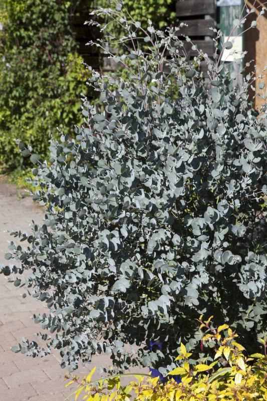 Plantenfiche-Eucalyptus-gunnii-Cagire-Azura-