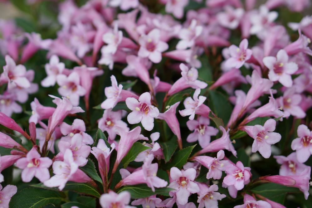 Plantenfiche-Weigela-florida-Plangen-Pink-Poppet-