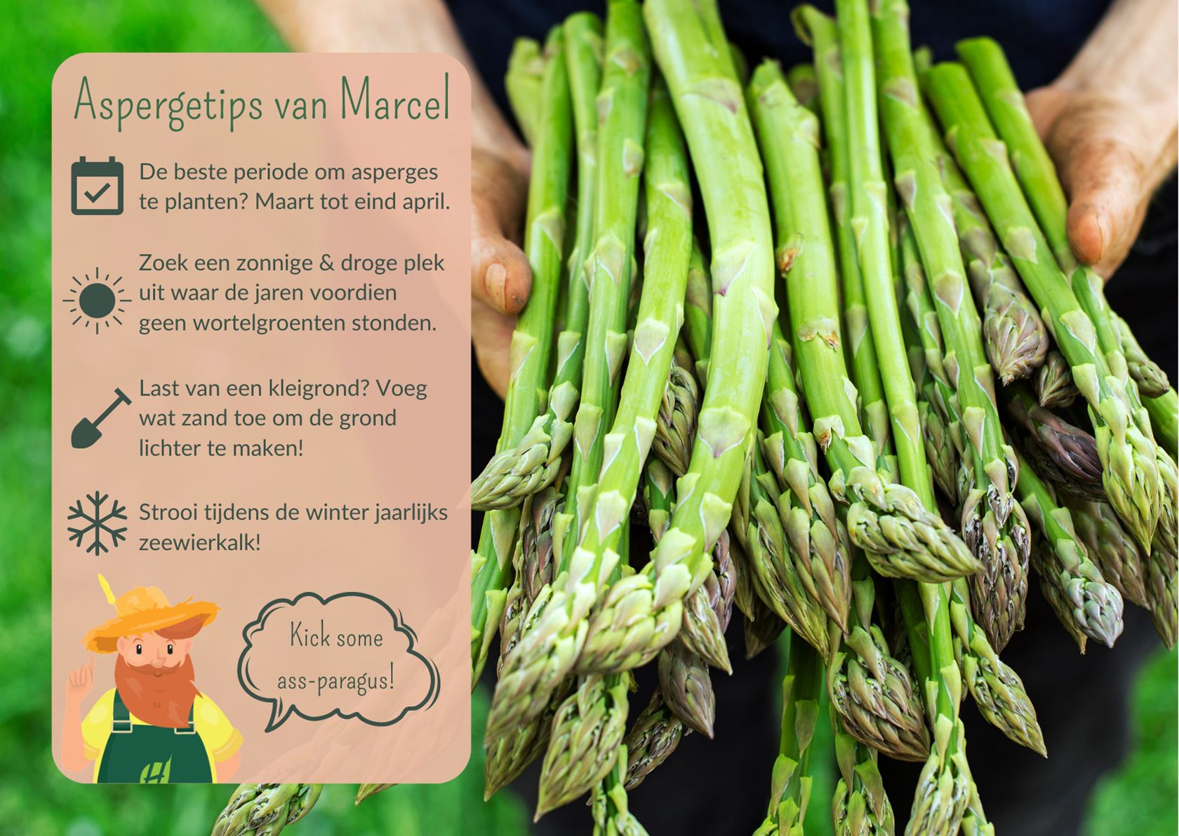 Debaere aspergewortels tweejarig 'Argenteuil' (ideaal voor witte asperges) - set van 10 planten