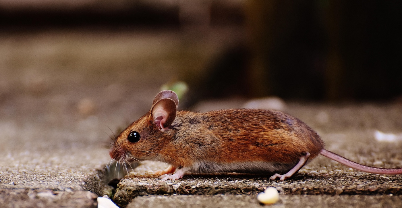 Hermie | Ratten en muizen een handige gids om vergif online te
