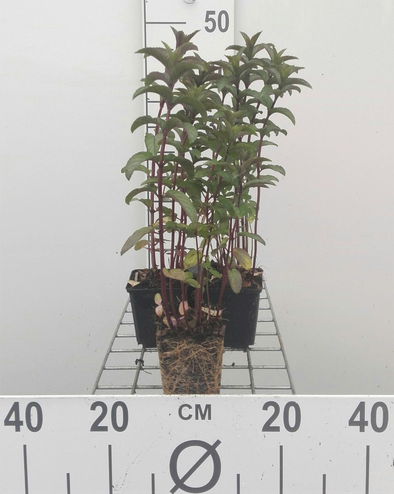 Peppermint - pot 9x9 cm (Mentha x piperita)
