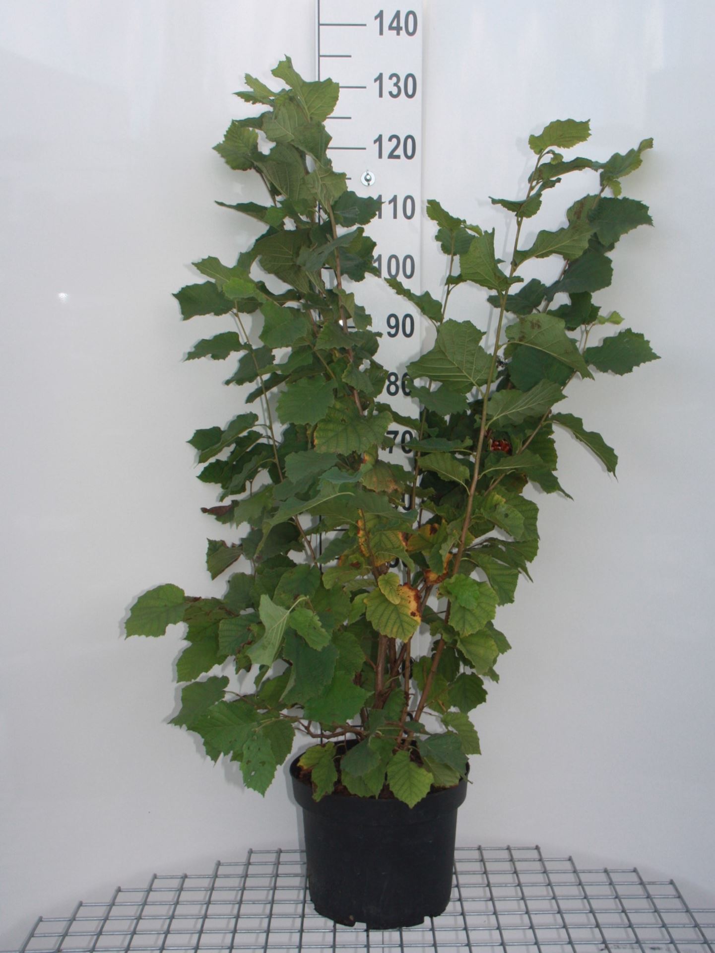Corylus avellana - pot 10L - 80-100 cm