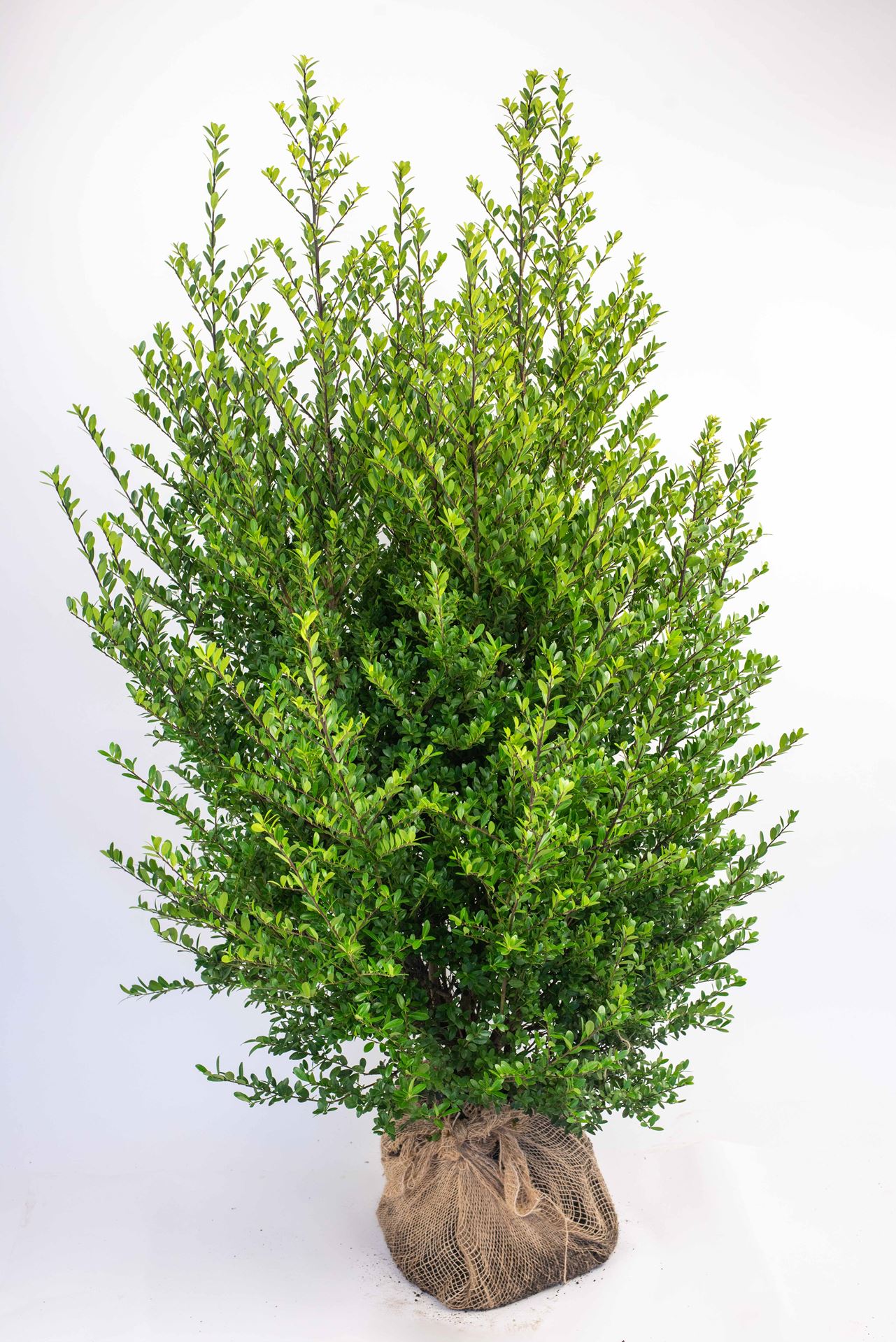 Ilex crenata 'Icoprins11' (Dark Green) - clod of earth - 80-100 cm - bush