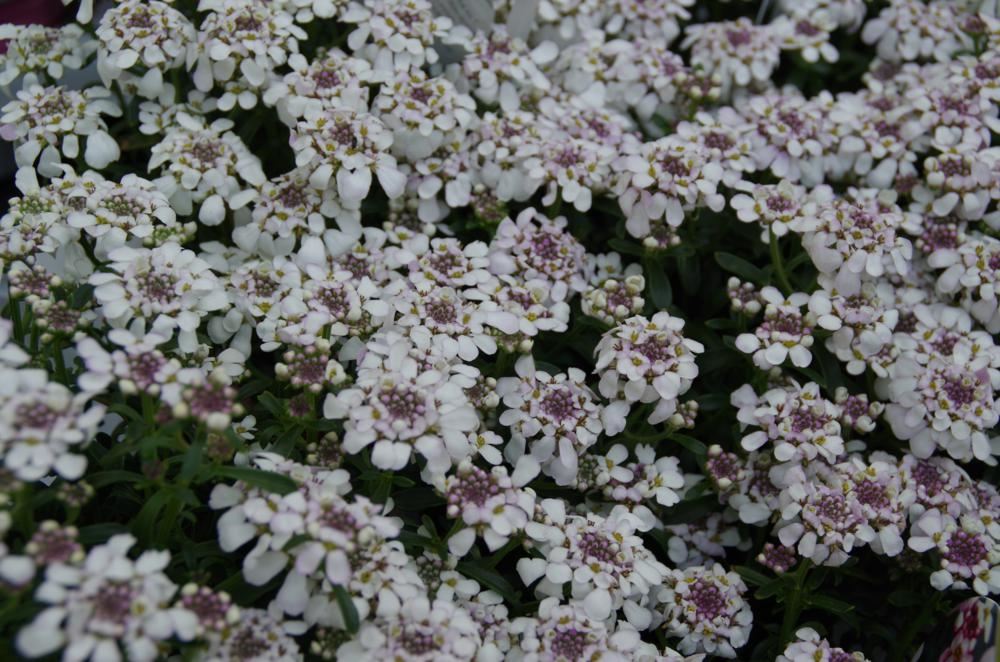 Plantenfiche-Iberis-sempervirens-Pink-Ice-