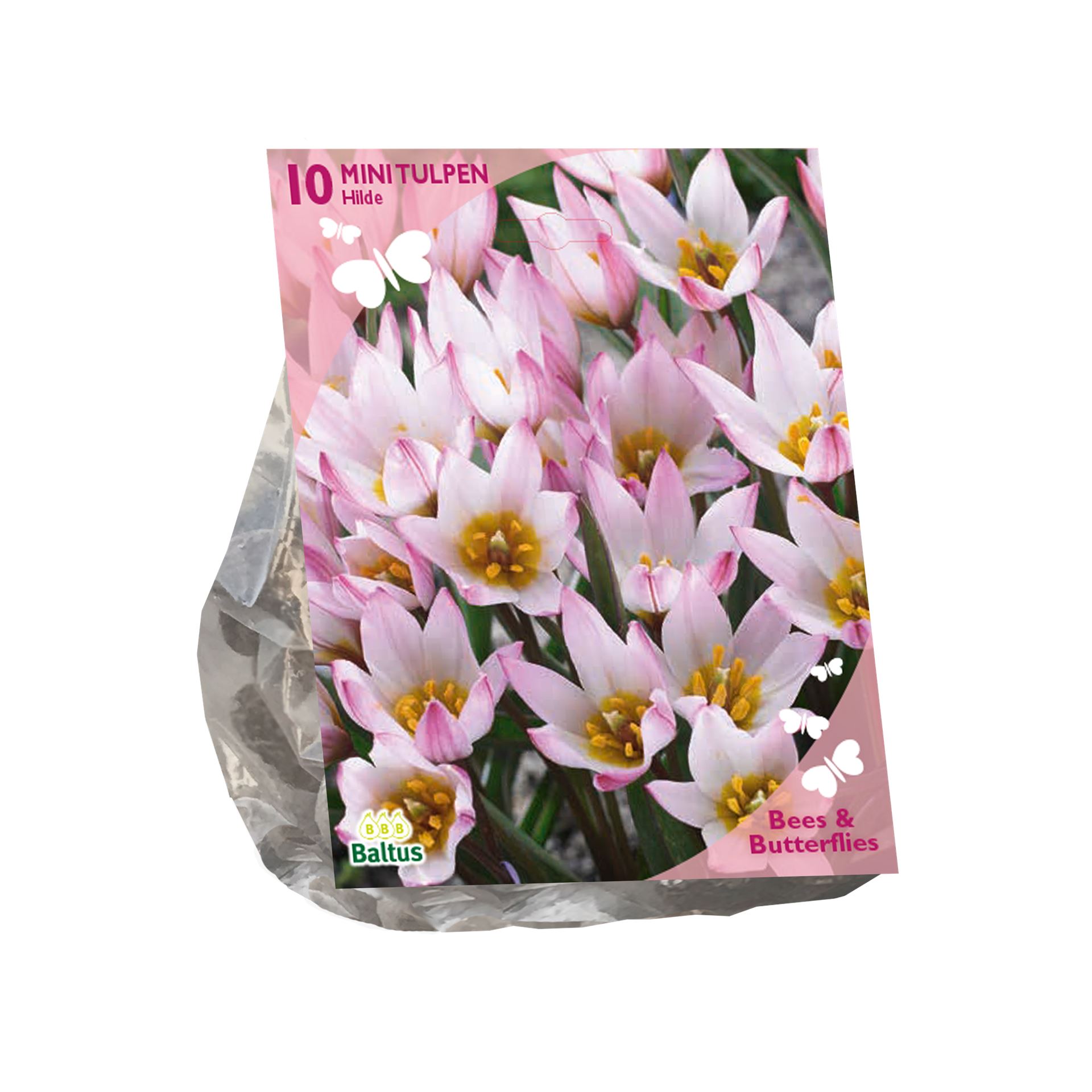 Baltus tulpenbollen 'Tulipa Cretica Hilde' voorjaarsbloeiers - Roze - 10 bloembollen - Aantrekkelijk voor bijen en vlinders