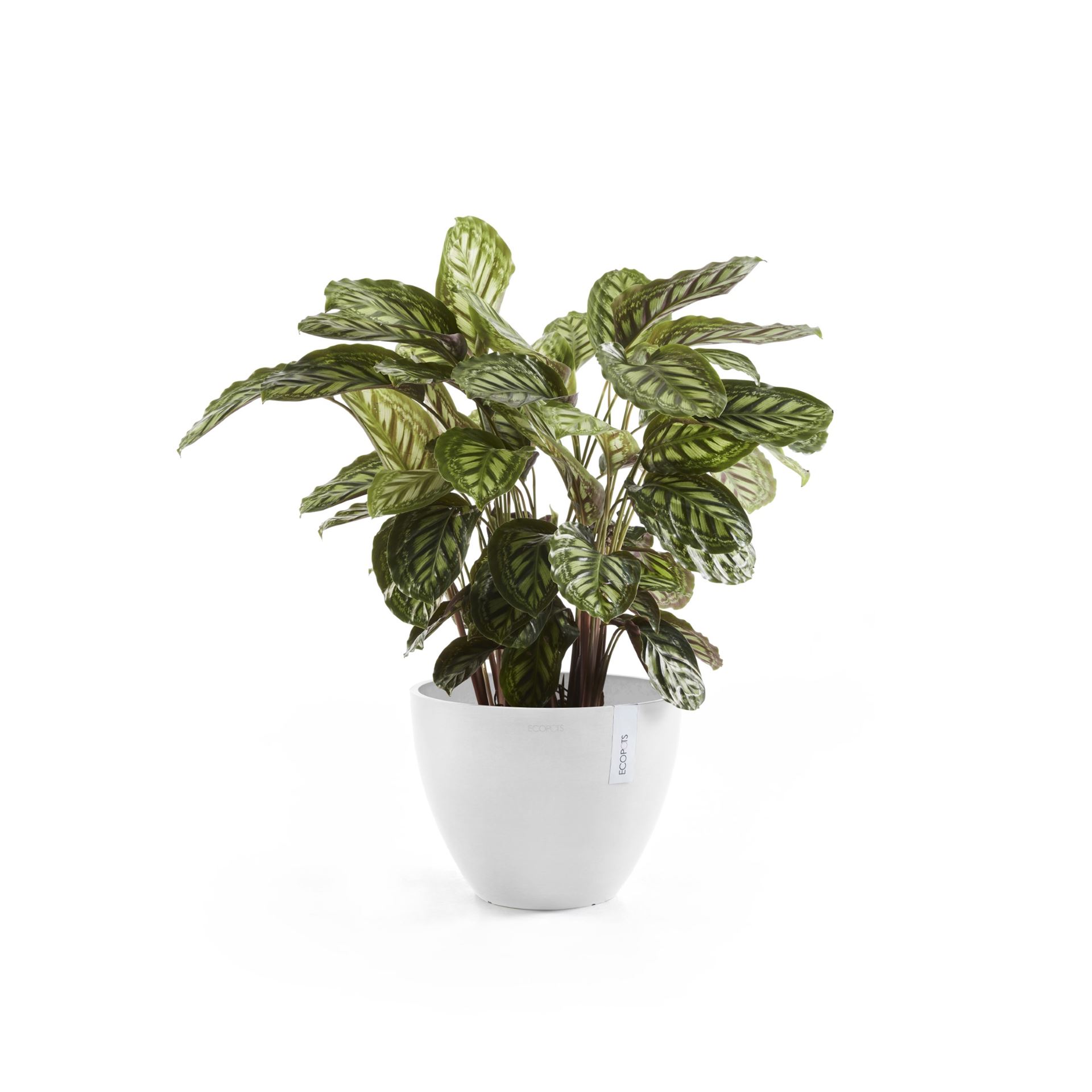 ecopots-Antwerp-Pure-White-30-cm-H25-5-cm